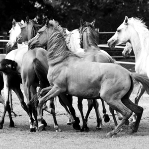 Fotos vom Seminar "Gabriele Boiselle - Arabische Pferde im Gestüt Ismer"